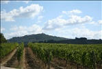 1307 - Montalcino Winery